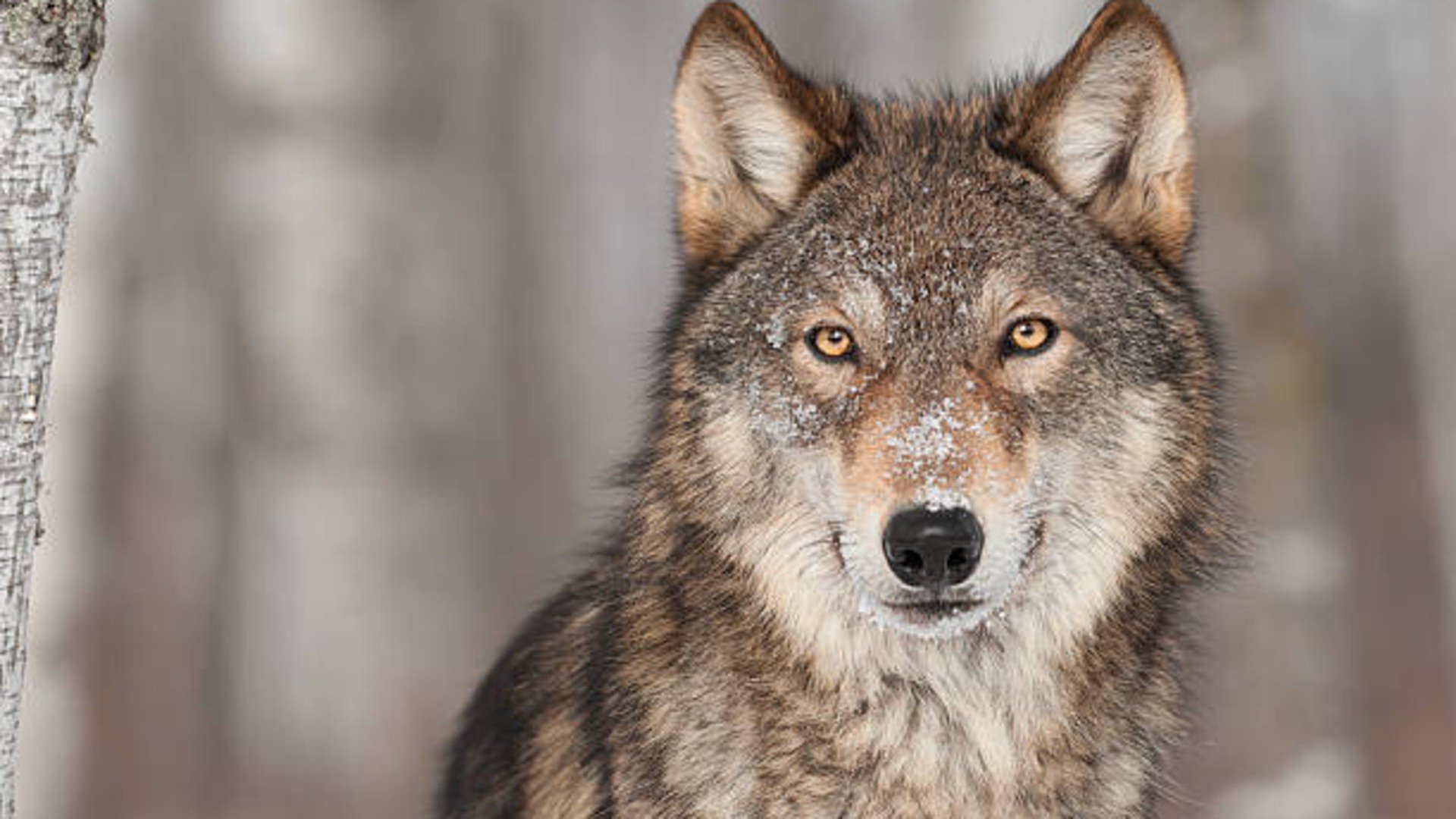 Wolfie_ULU Offline Background