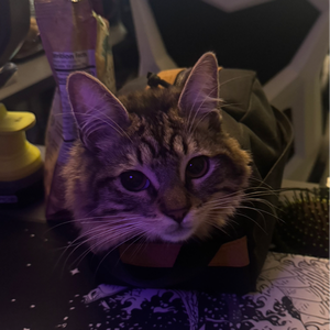 bimpzi