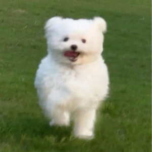かわいーぬ