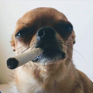 ted_el_pillo