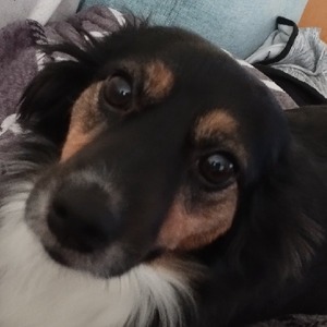 taviagaming