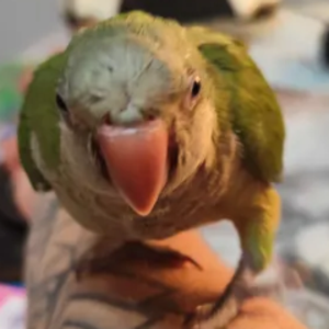 elRuinel