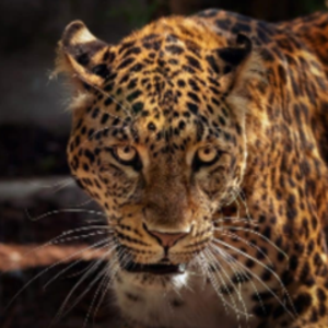 JaguarPoker