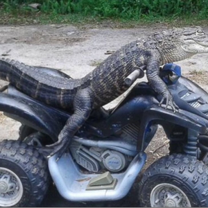 FloridaMan_IHeartGators