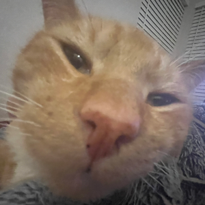 dpekat