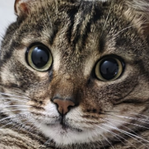 stubby_tabby