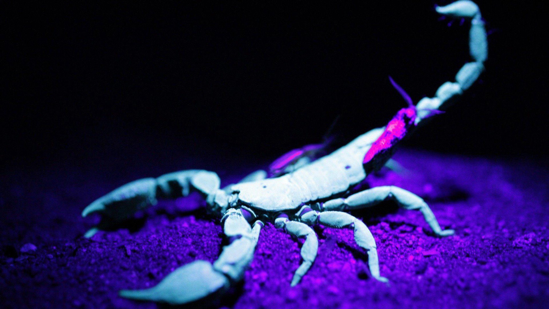stingagaming Offline Background