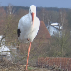 storchenkameraechem