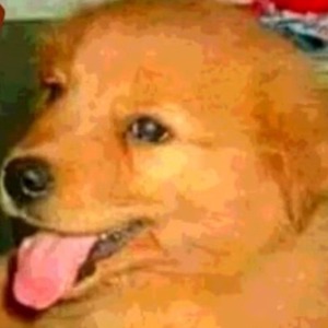 polilla0_7