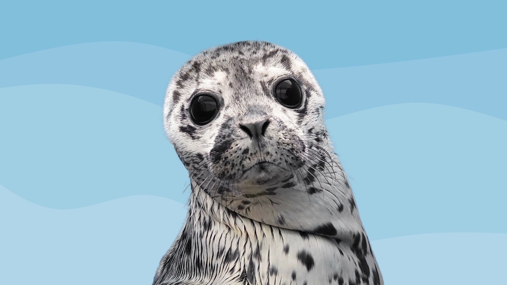 MarineMammalRescue Offline Background