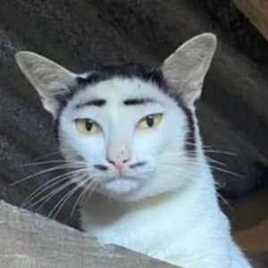 密特