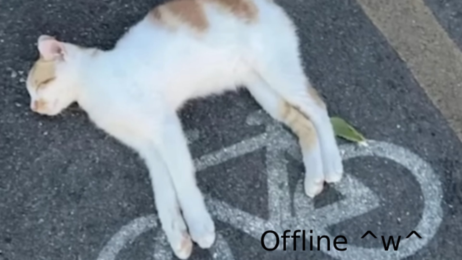 Kempocat_ Offline Background