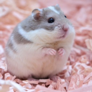 BlackHamster1600