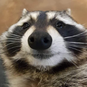 serenitytoast