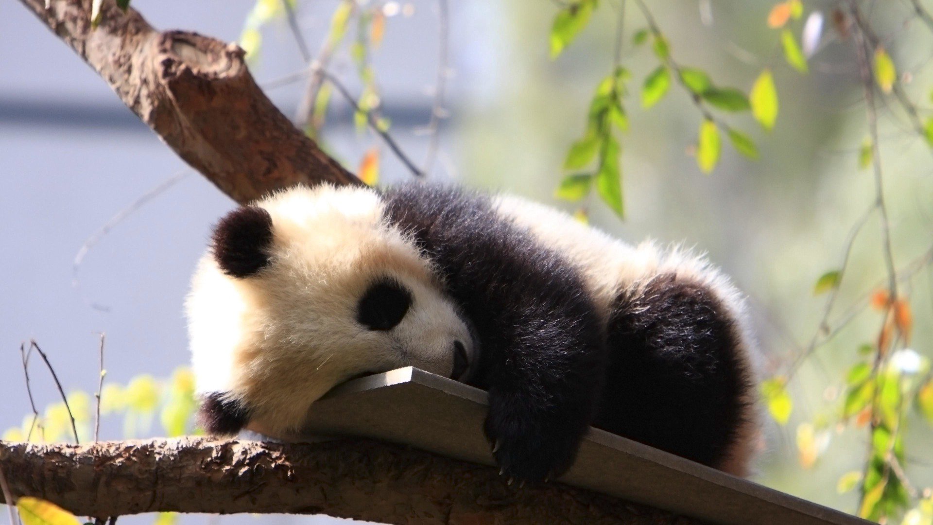 pandamintt Offline Background