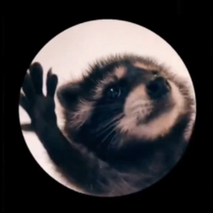 gayracoon16