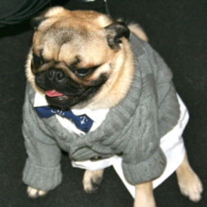 preppypug