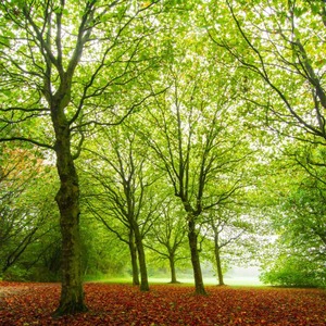playfulnature