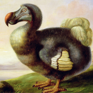 fulgenziomayer
