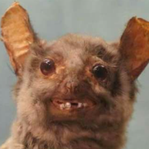 sonico_3