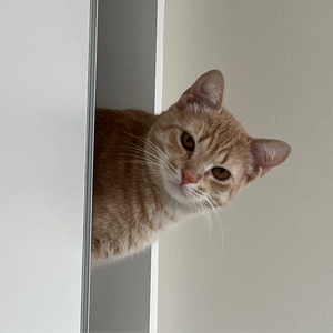 pousket