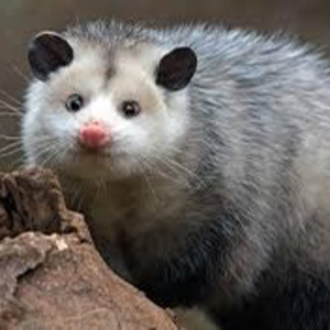 possumboi_82701