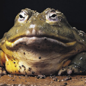 itsfrogzilla
