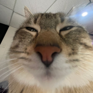 daazeet