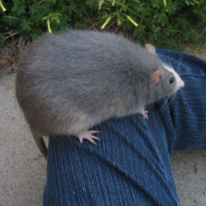 Fatatouille78