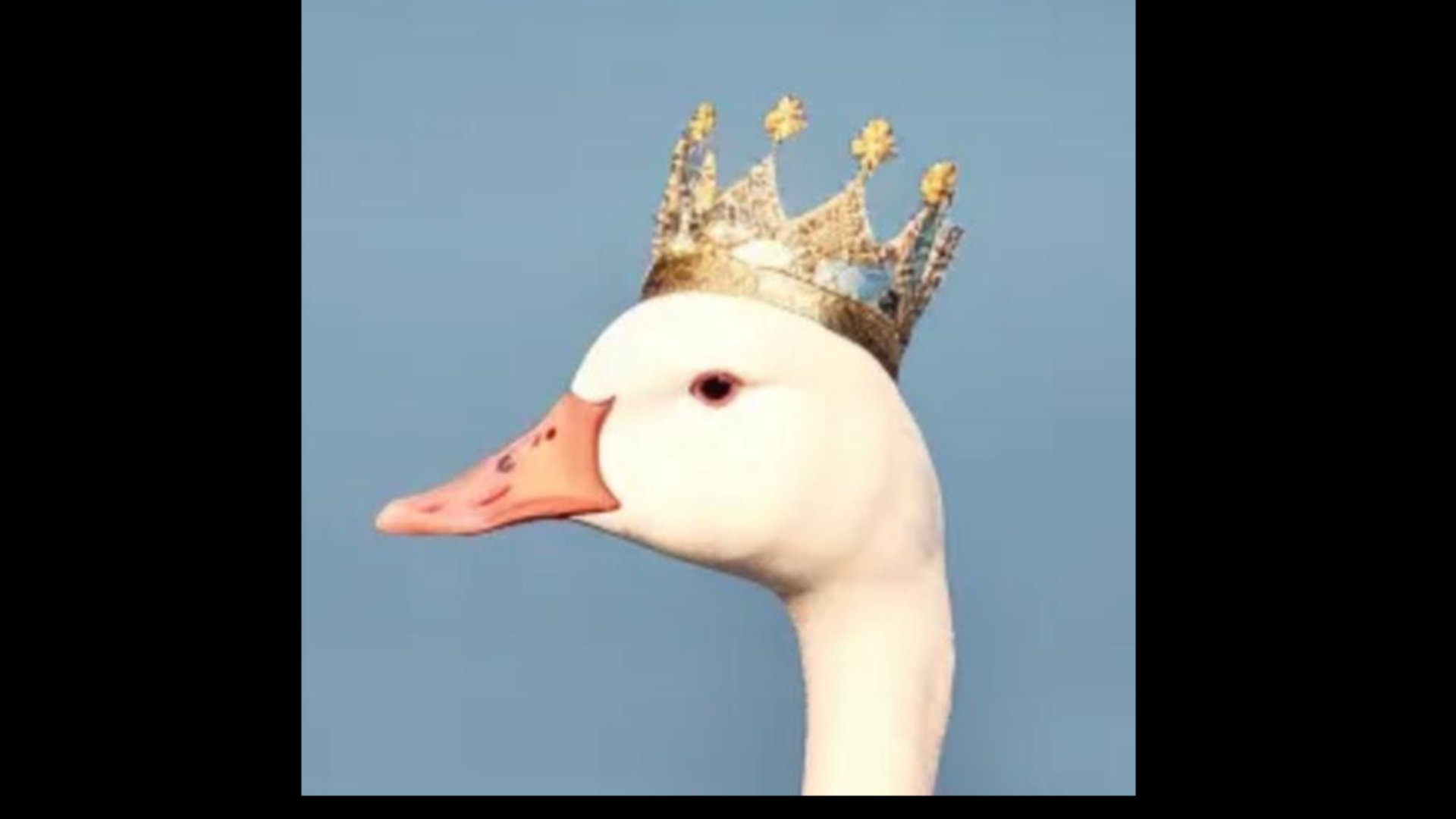 Gooseking101 Offline Background