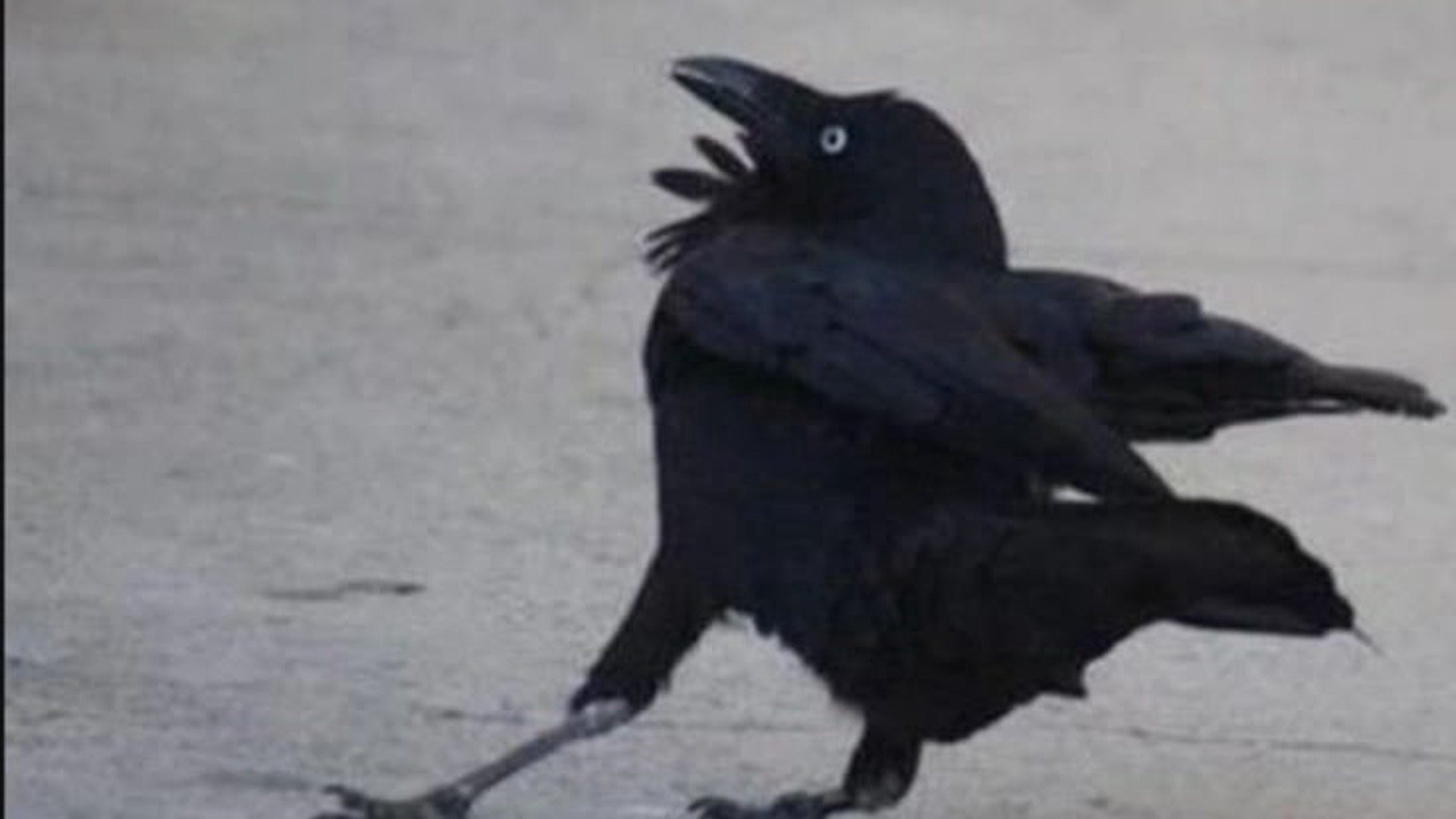 a_crows_tail Offline Background