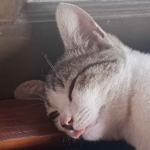 AjanMeow
