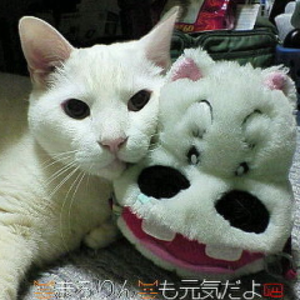 まろりんはぬこ派