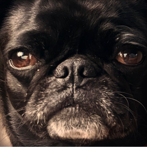 PeacefulPugPainting