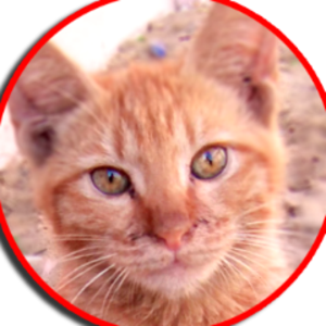 City_Cat_TV Offline Background
