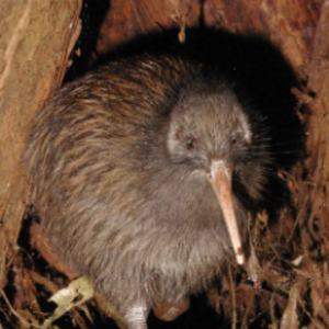 MaideKiwi