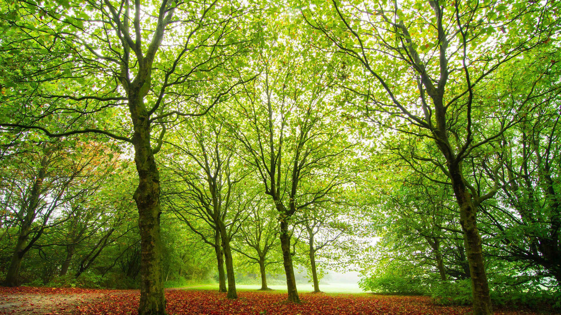 playfulnature Offline Background