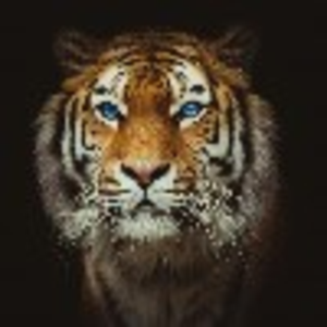 TL___Tiger