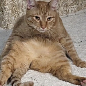 JCatAdventurer