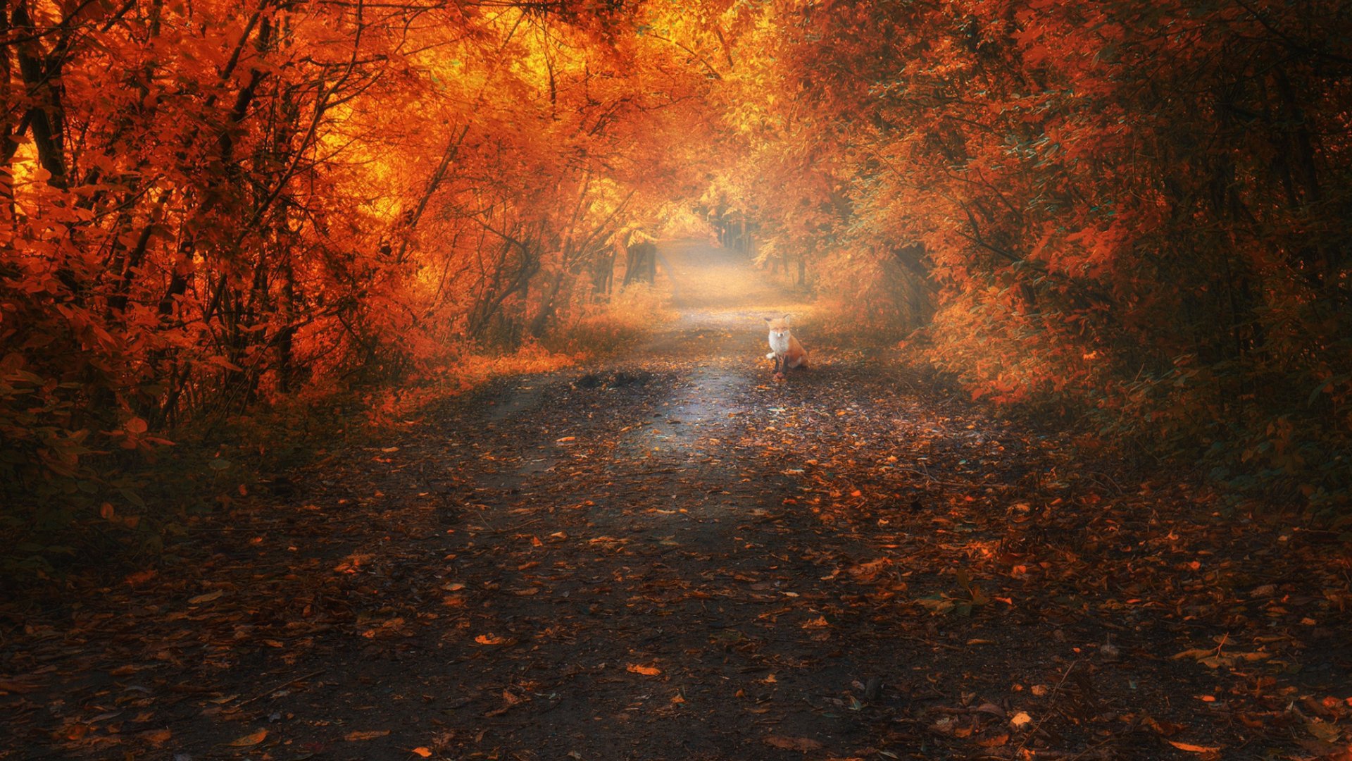 patschefuchs Offline Background