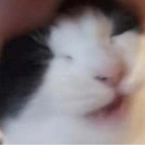 mrcoaty