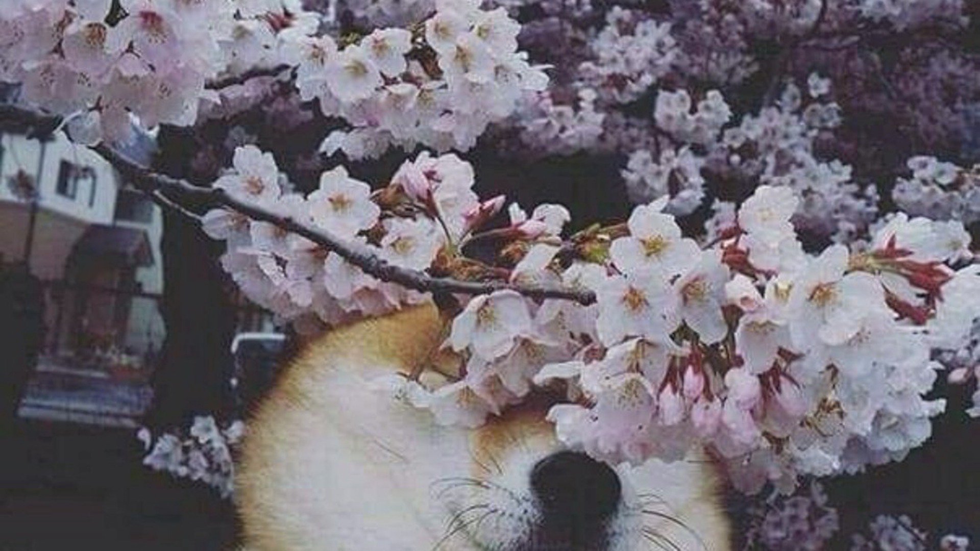 Rushibald Offline Background