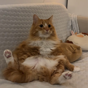 fatcat2001_