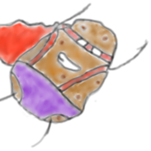 smoib
