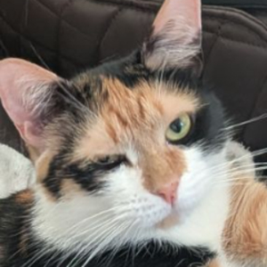 pawsbuffer