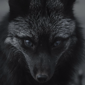 FOXXIVISION