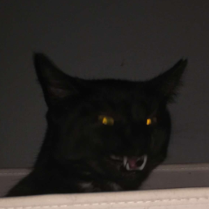 Nyahxel