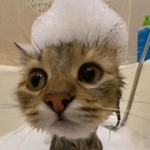 meedoh_tv