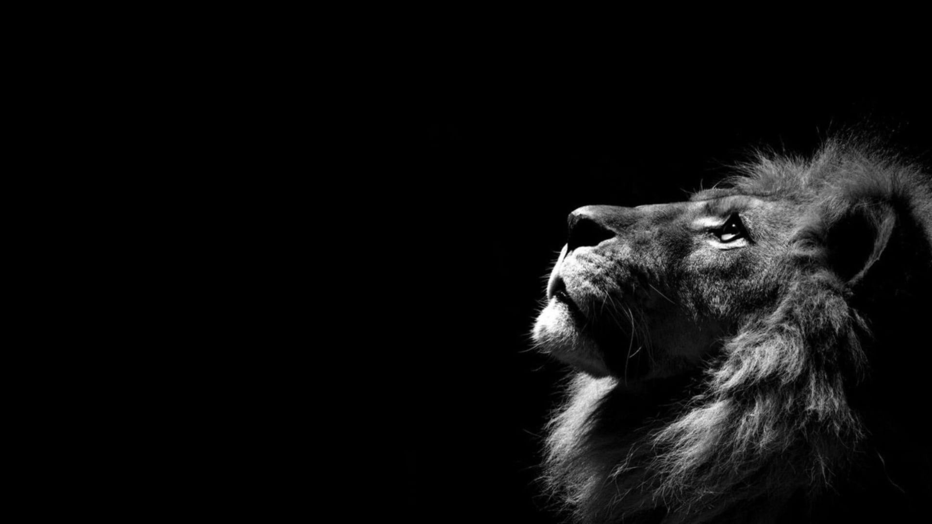 Ridethetiger11 Offline Background