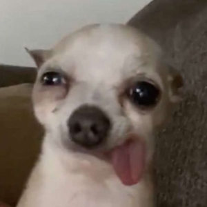 BungleXO
